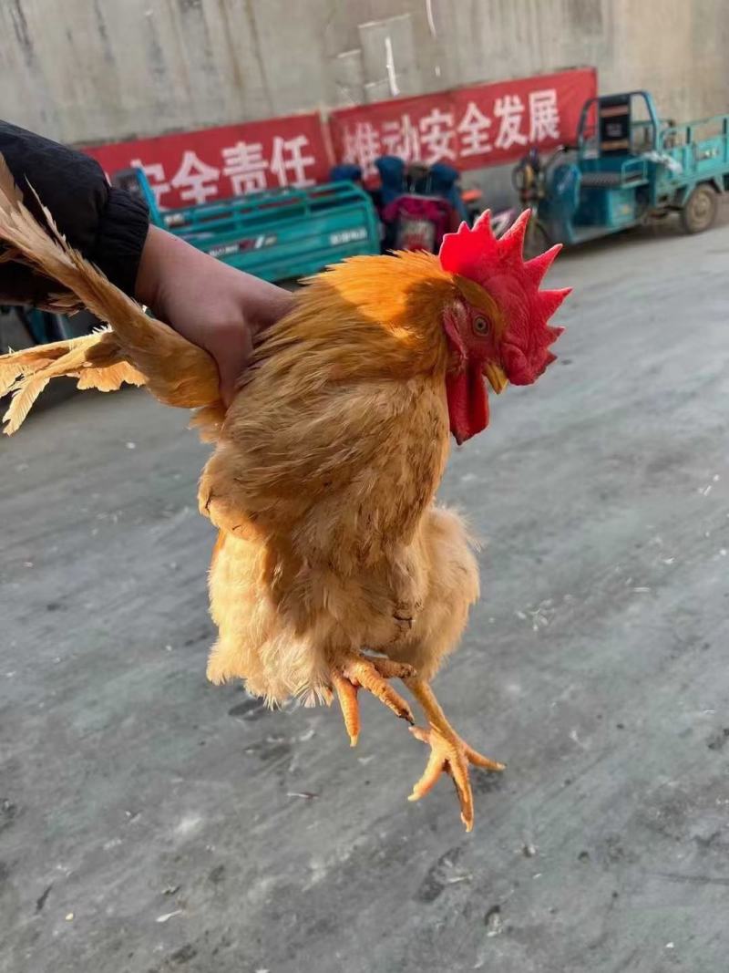 黄脚大冠公鸡