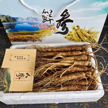 长白山新鲜人参边条参礼盒装，吉林人参煲汤泡酒参