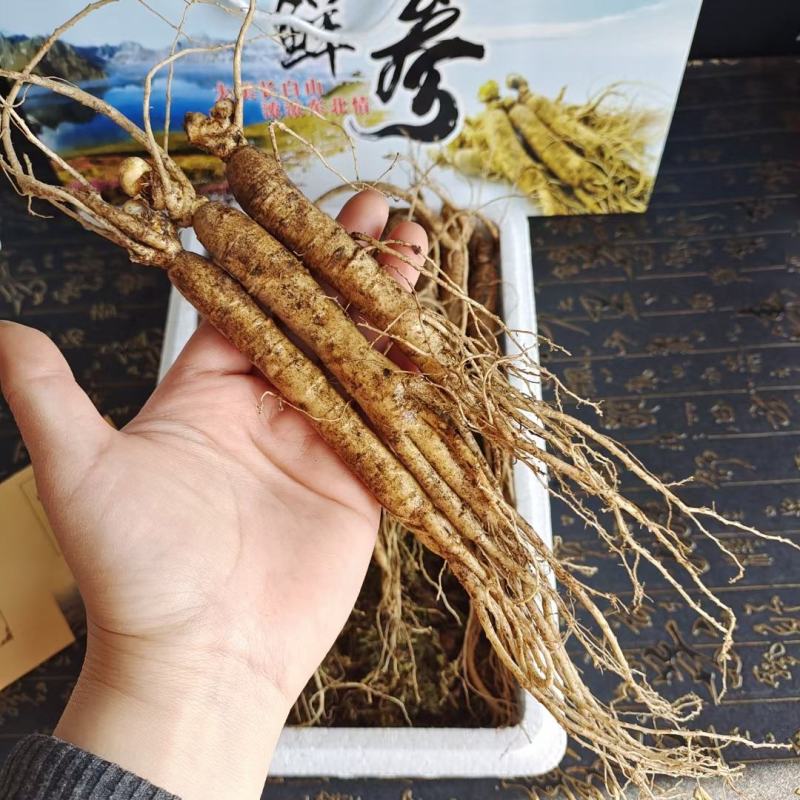 长白山新鲜人参边条参礼盒装，吉林人参煲汤泡酒参