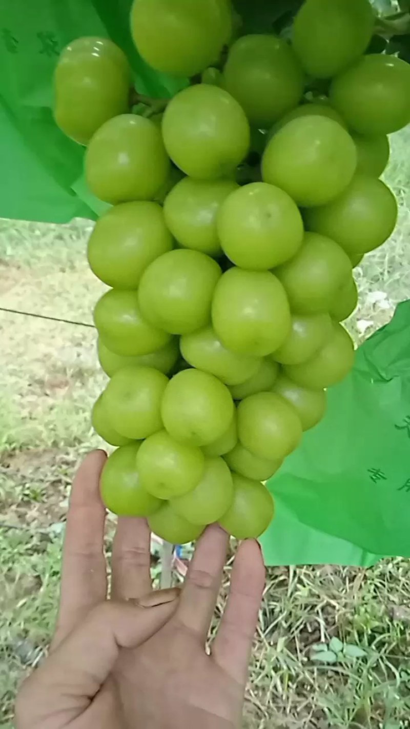 阳光玫瑰葡萄苗