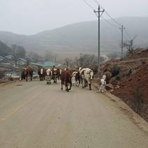 贵州威宁海降养殖有限公司出售各种牛，西门塔尔牛