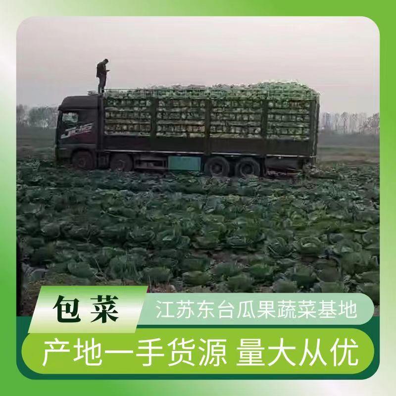 【精品】东台万亩包菜基地直供全国发货对接商超市场