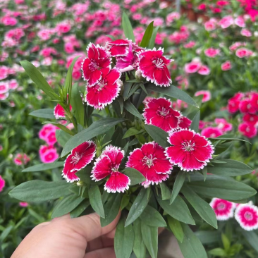 石竹