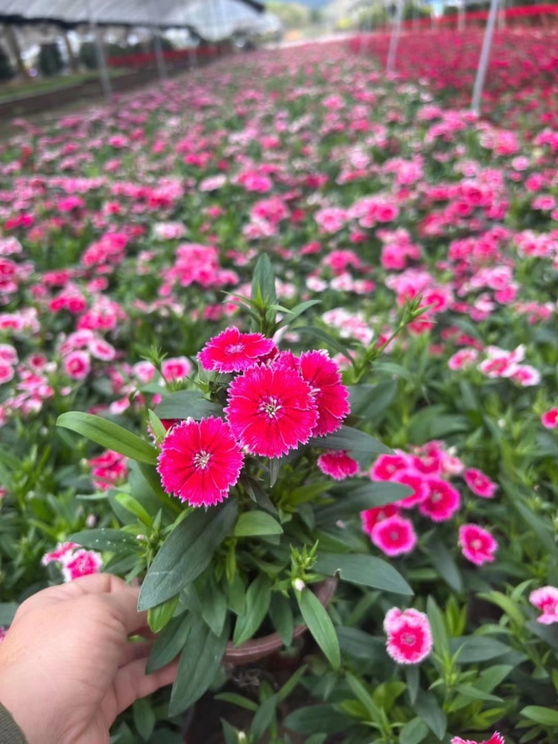 石竹