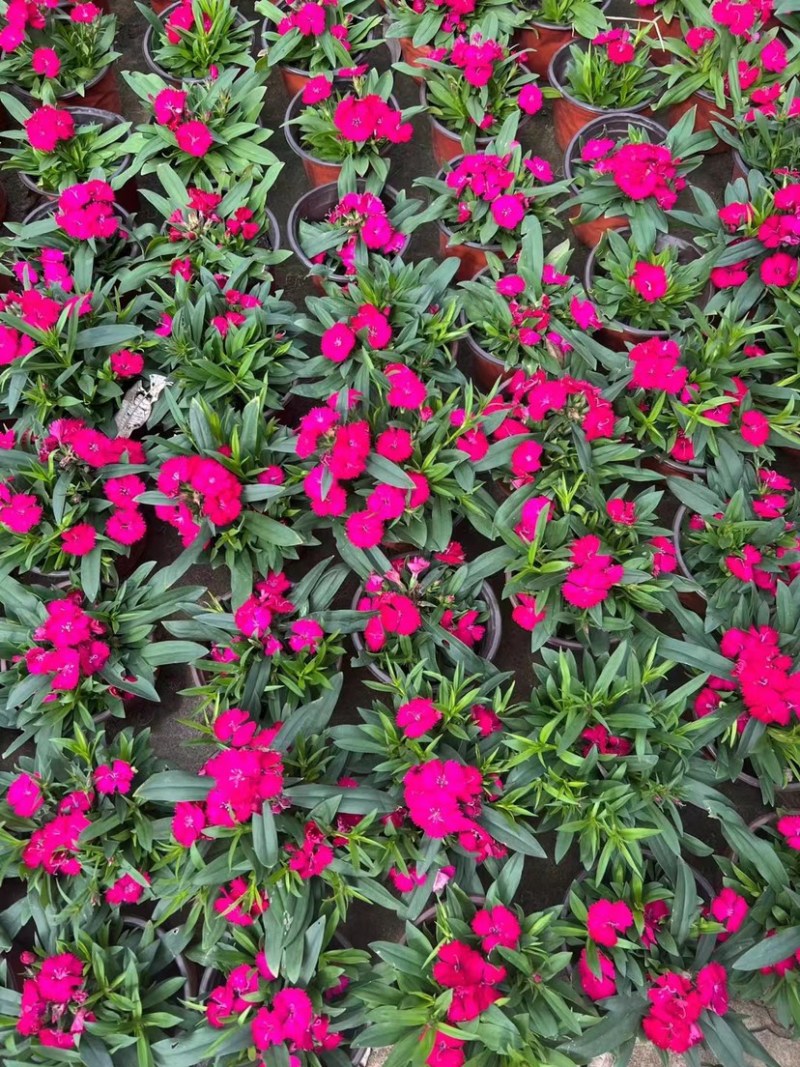 石竹