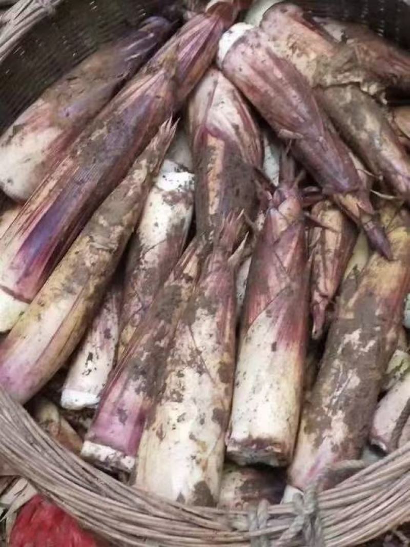 大瑶山精品甜笋大量上市