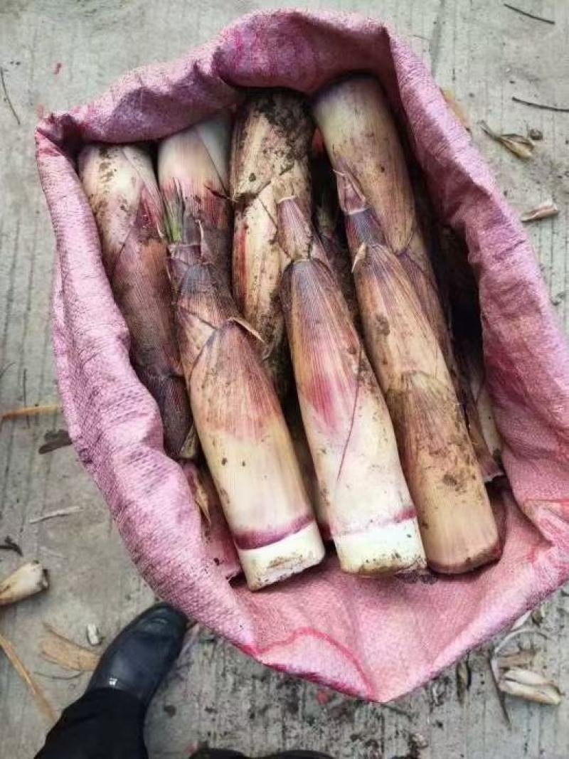大瑶山精品甜笋大量上市