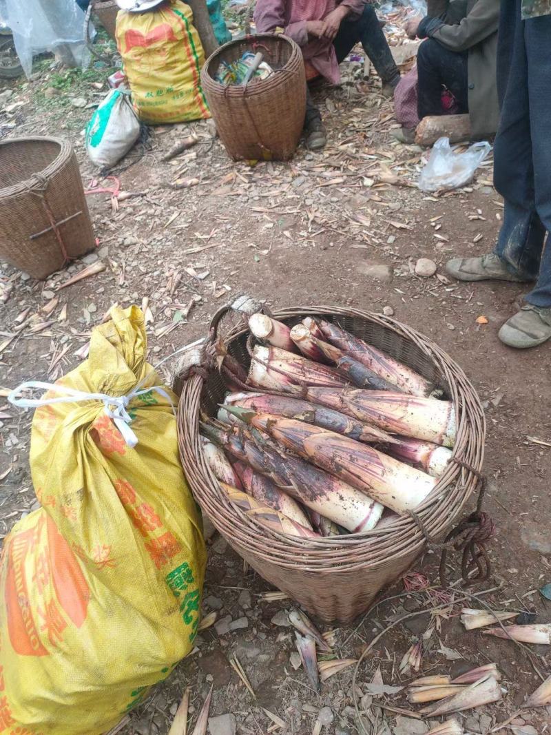 大瑶山精品甜笋大量上市