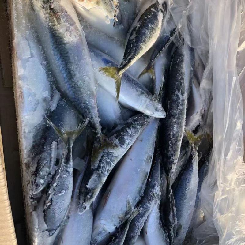 台鲅鱼青占鱼