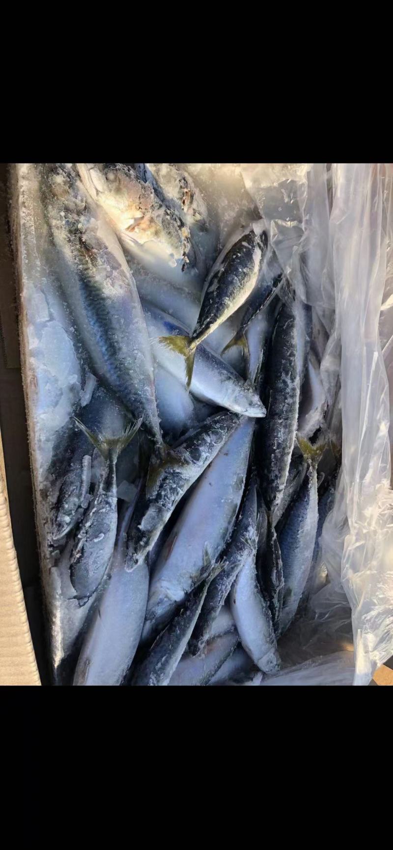 台鲅鱼青占鱼