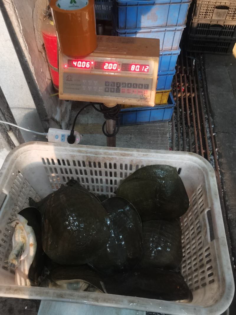 五年四斤生态水库鱼鳖混养公鱼