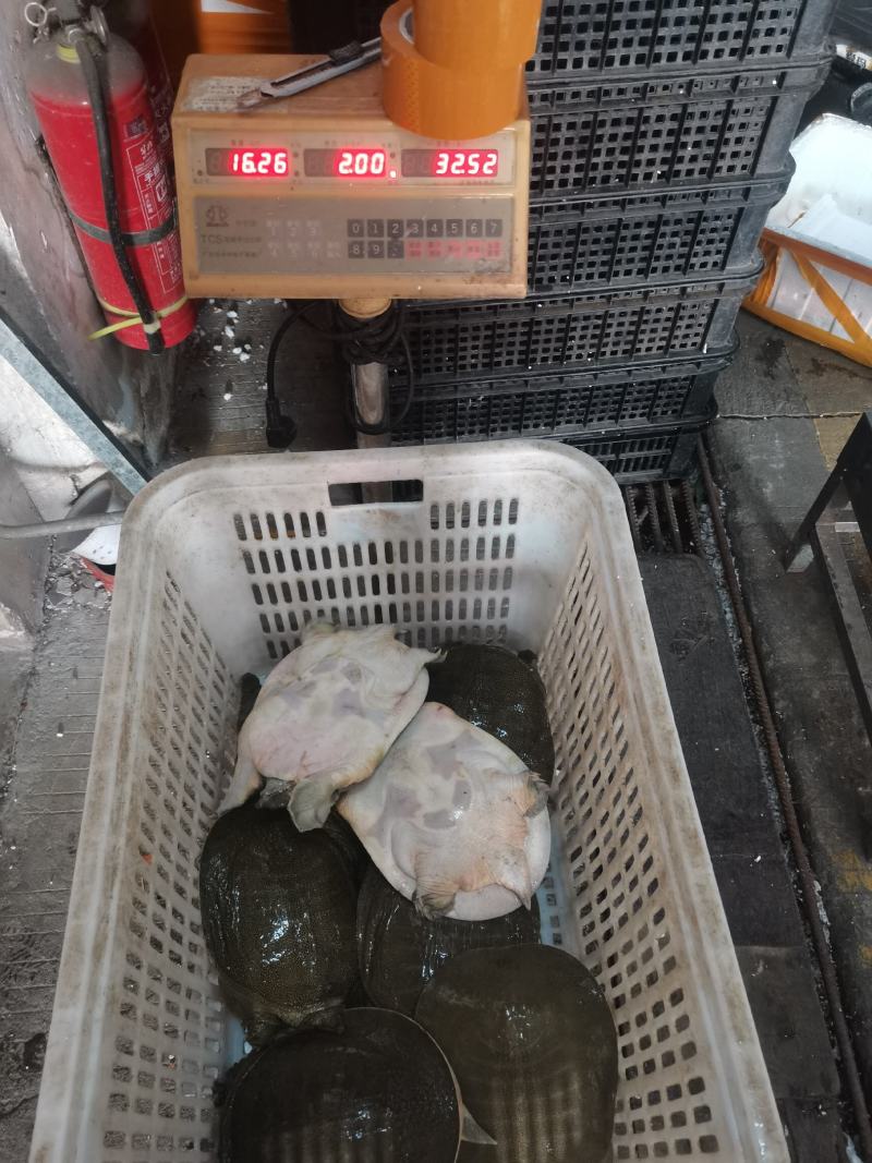 五年四斤生态水库鱼鳖混养公鱼