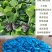 芽率芽势99嫁接亲和度高油亮到底茎秆粗