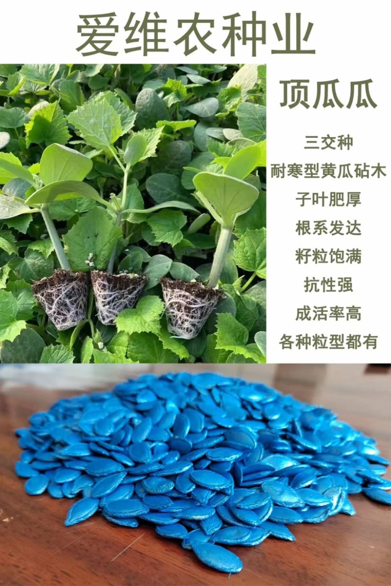 芽率芽势99嫁接亲和度高油亮到底茎秆粗