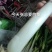 产地直发,货源充足,精品大葱,品质保障,发全国