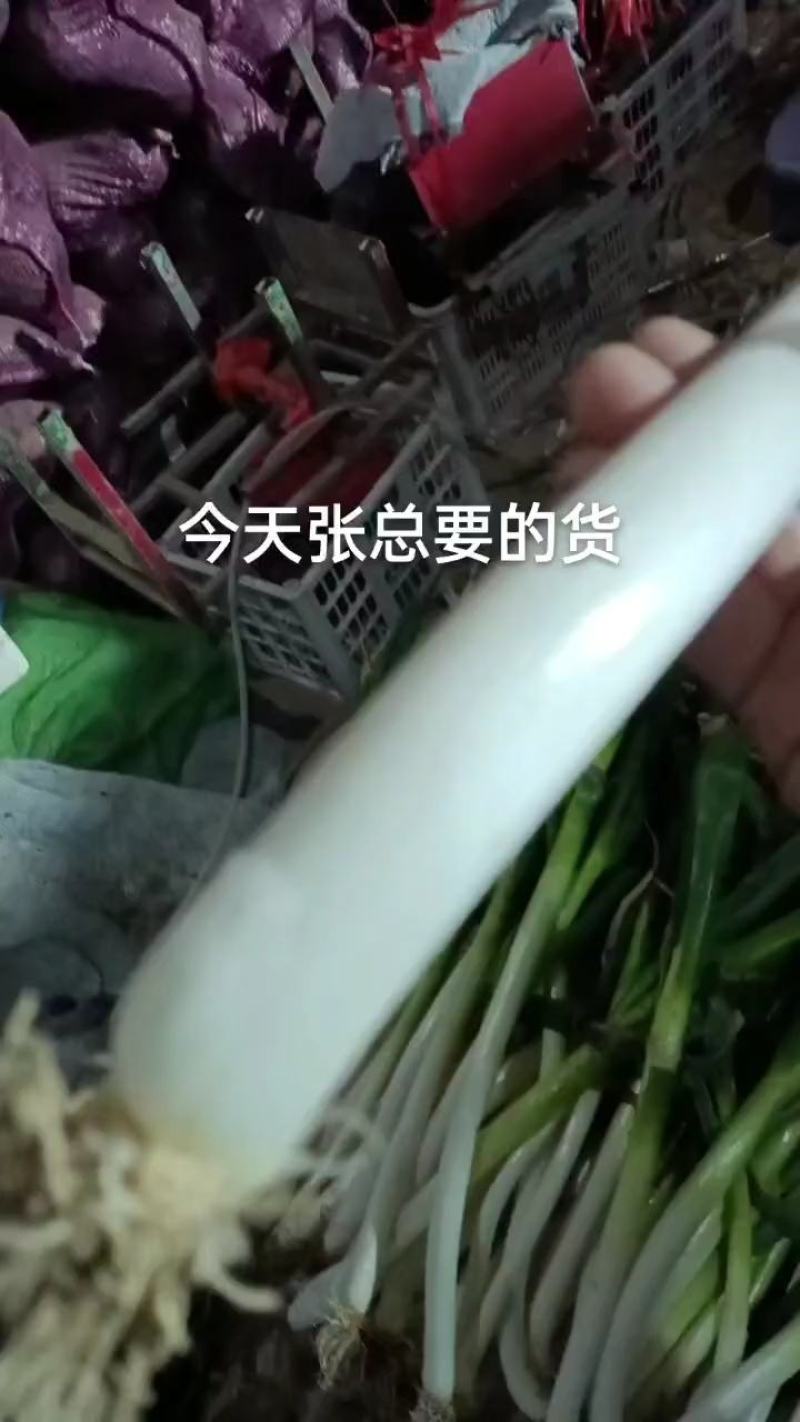 产地直发，货源充足，精品大葱，品质保障，发全国