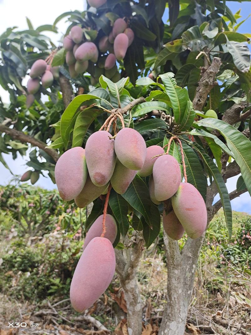 海南贵妃芒