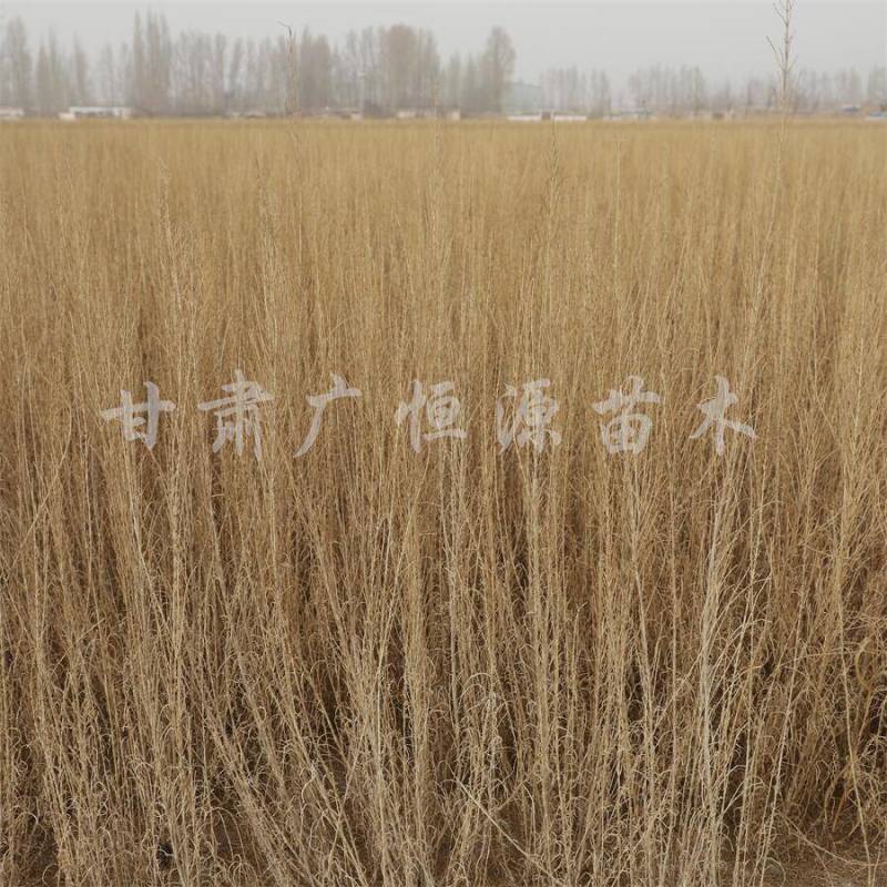 当季新货，供应梭梭苗甘肃梭梭育苗基地随要随挖办理检