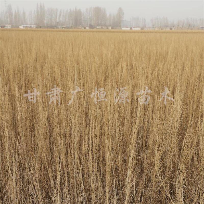 当季新货，供应梭梭苗甘肃梭梭育苗基地随要随挖办理检