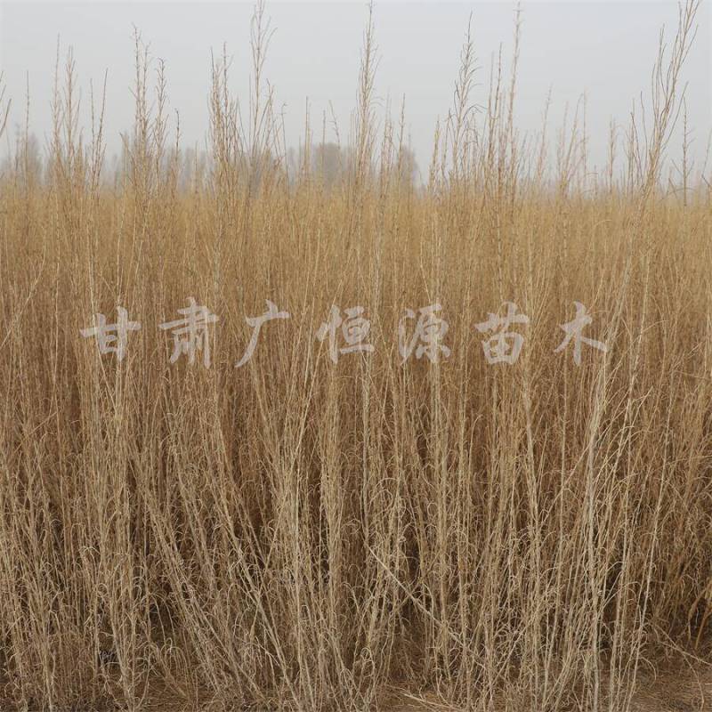 当季新货，供应梭梭苗甘肃梭梭育苗基地随要随挖办理检