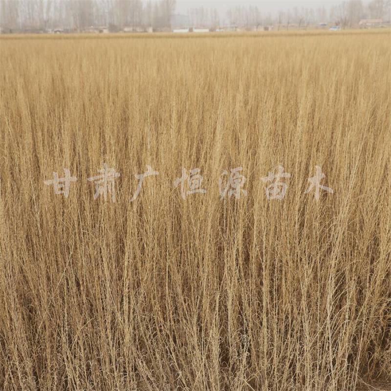 当季新货，供应梭梭苗甘肃梭梭育苗基地随要随挖办理检