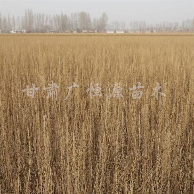 当季新货，供应梭梭苗甘肃梭梭育苗基地随要随挖办理检
