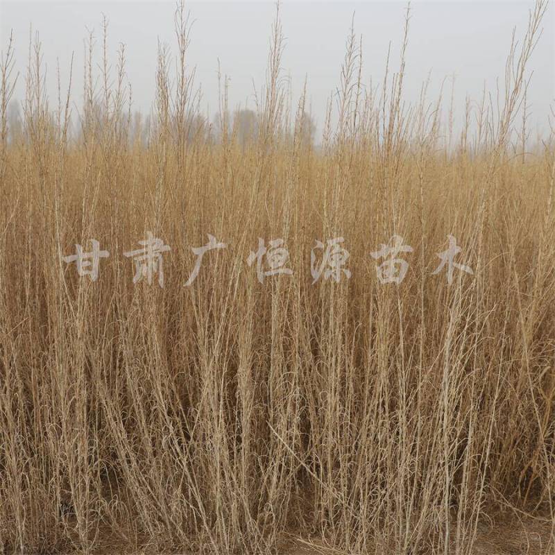 当季新货，供应梭梭苗甘肃梭梭育苗基地随要随挖办理检