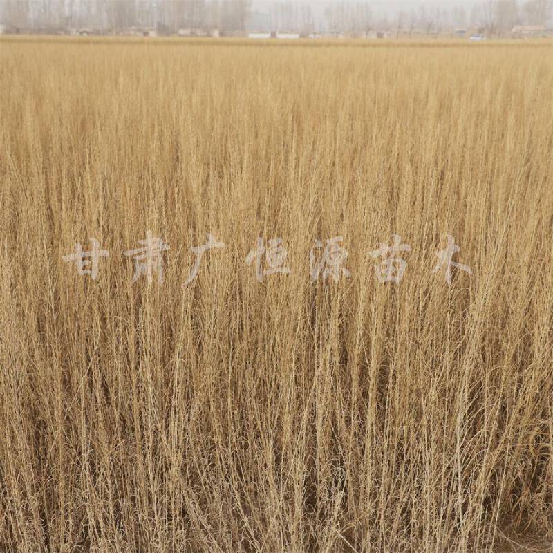 当季新货，供应梭梭苗甘肃梭梭育苗基地随要随挖办理检