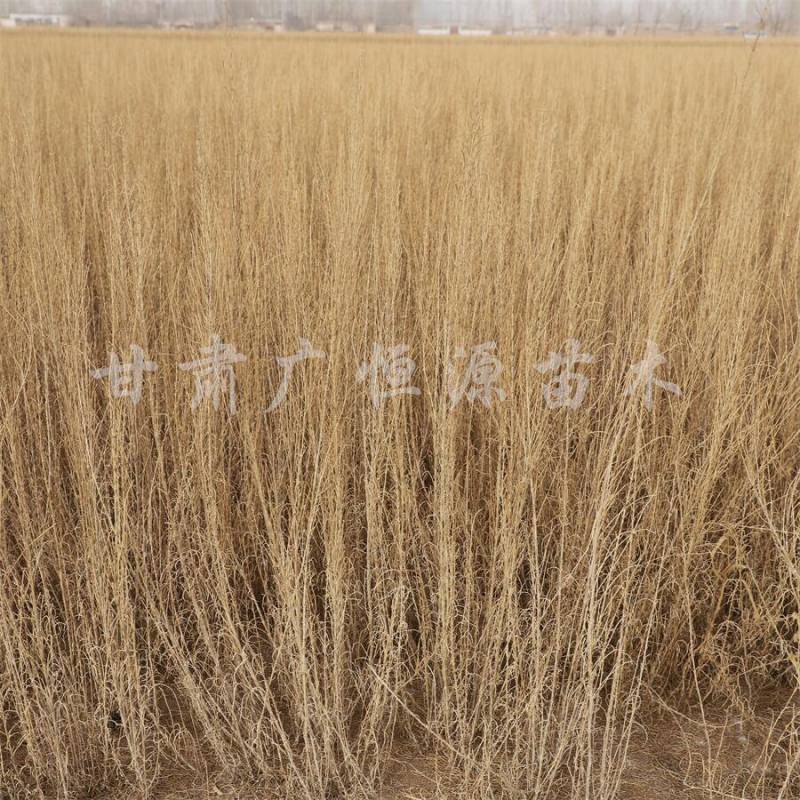 当季新货，供应梭梭苗甘肃梭梭育苗基地随要随挖办理检