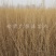 当季新货，供应梭梭苗甘肃梭梭育苗基地随要随挖办理检