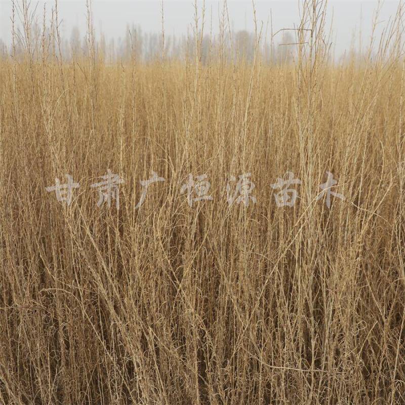 当季新货，供应梭梭苗甘肃梭梭育苗基地随要随挖办理检