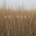 当季新货，供应梭梭苗甘肃梭梭育苗基地随要随挖办理检