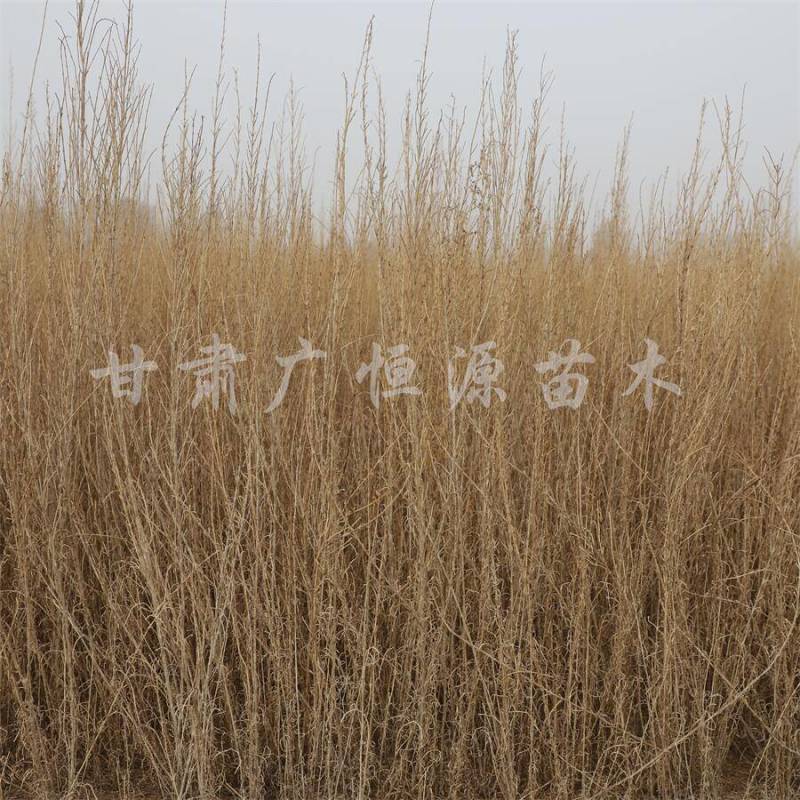 当季新货，供应梭梭苗甘肃梭梭育苗基地随要随挖办理检