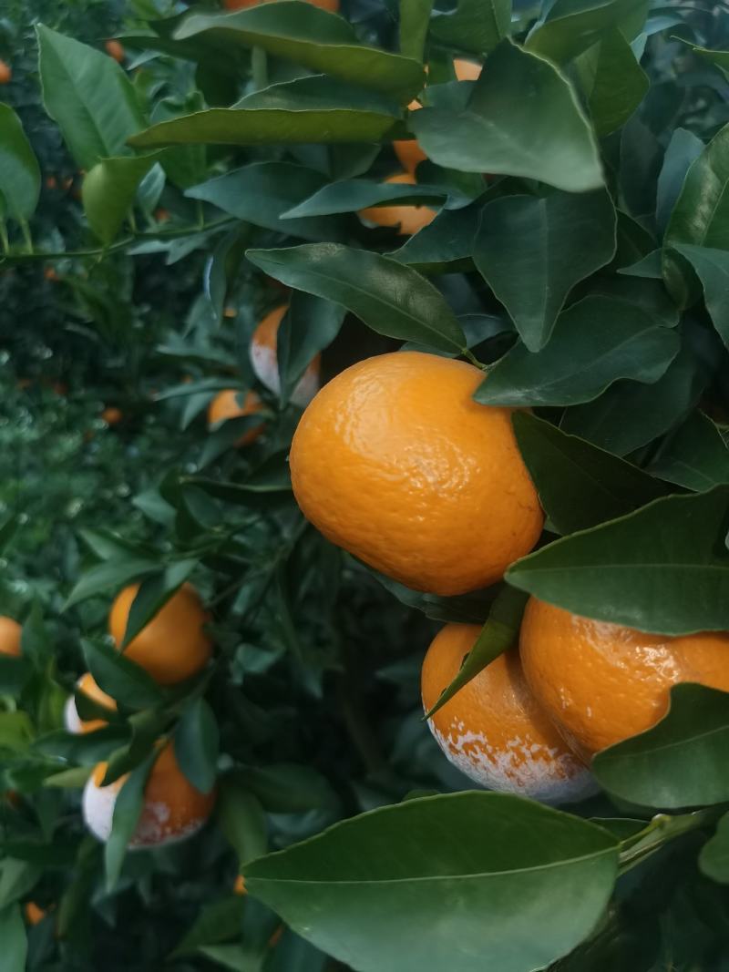 沙糖桔，沃柑