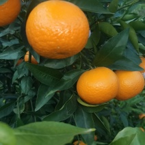沙糖桔，沃柑