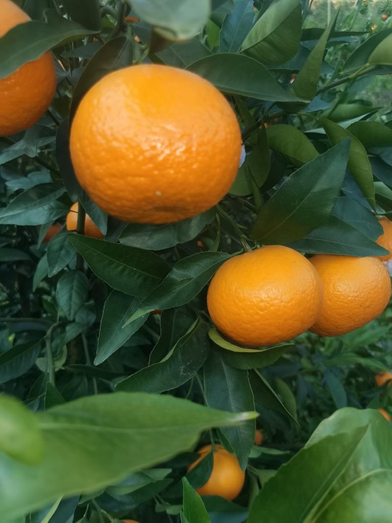 沙糖桔，沃柑