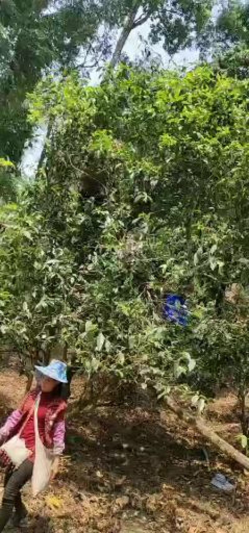 【普洱茶】优质普洱茶正宗古树印象熟茶
