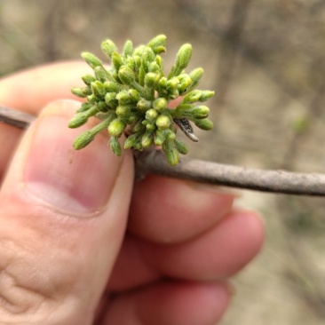 全广东最早上市的夜香花，夜香花3月20号上市