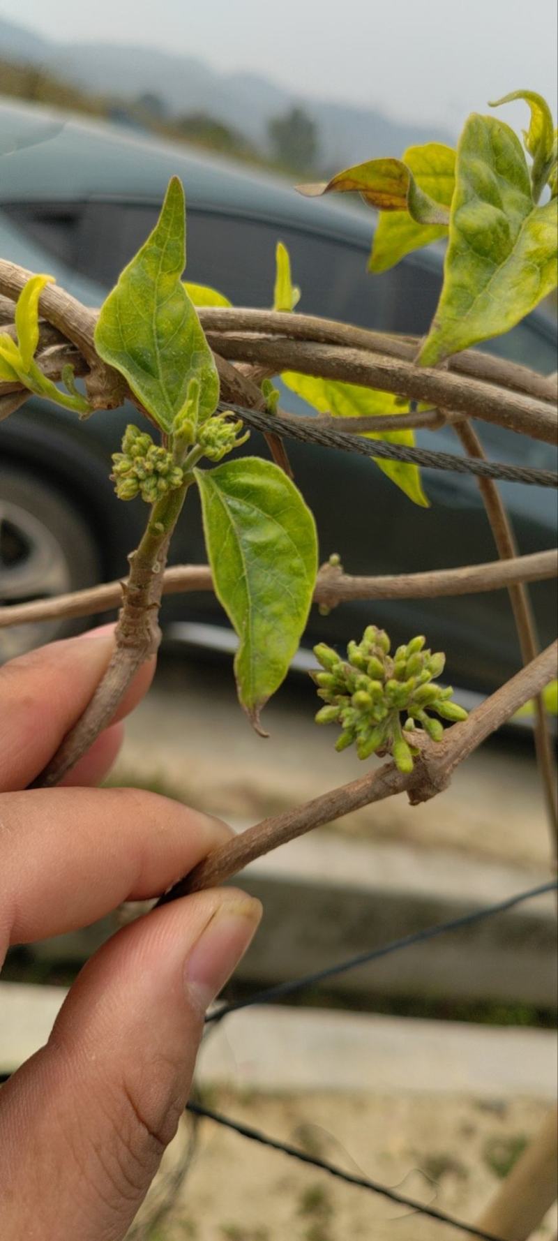 全广东最早上市的夜香花，夜香花3月20号上市