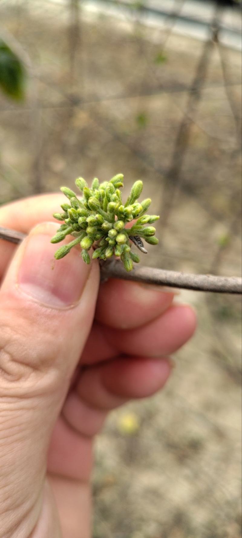 全广东最早上市的夜香花，夜香花3月20号上市