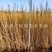 当季新货，供应梭梭苗甘肃梭梭育苗基地随要随挖办理检