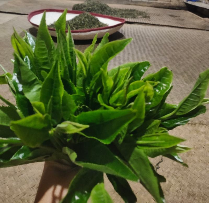【普洱茶】优质普洱茶正宗古树熟茶越陈越香