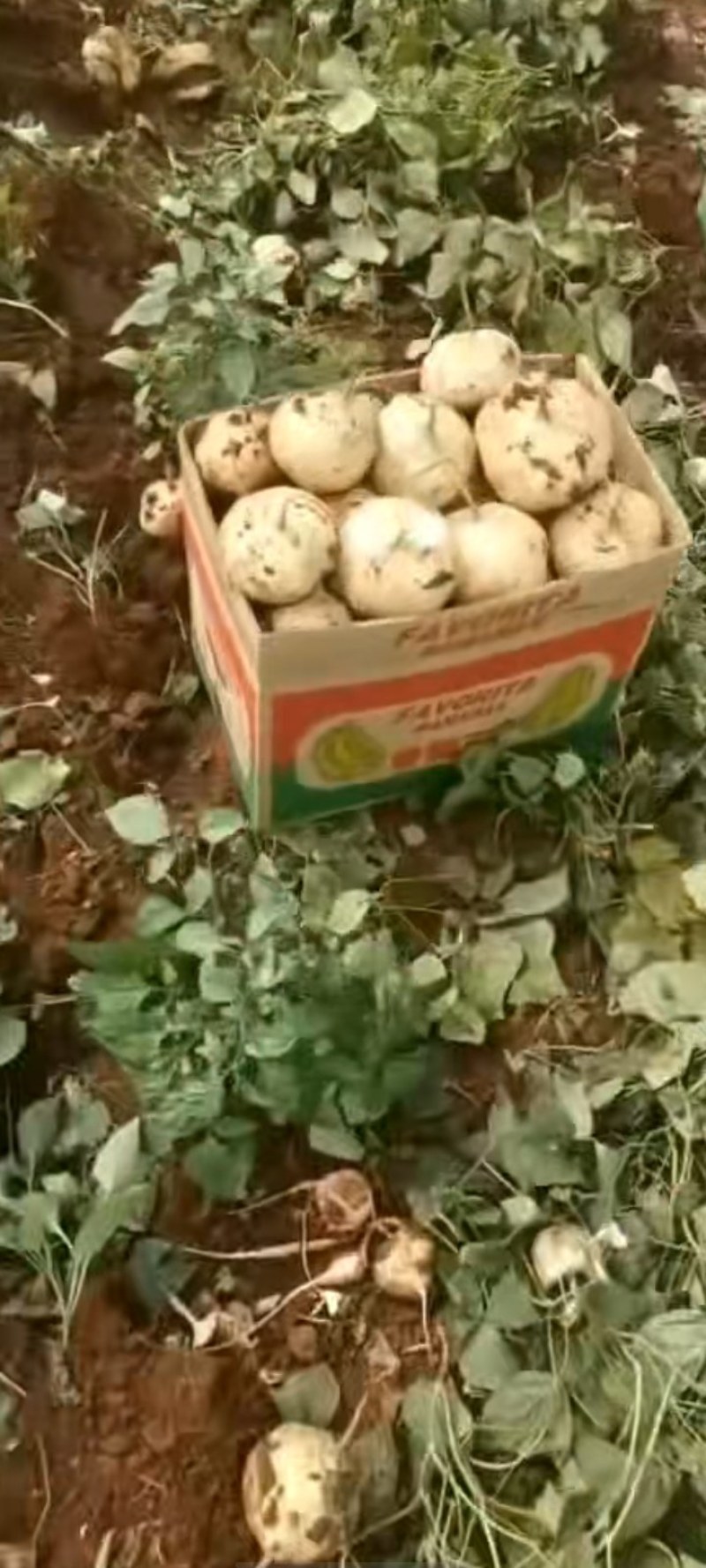 广东凉署个头大，鲜嫩多汁，爽口甜美，欢迎与我联系