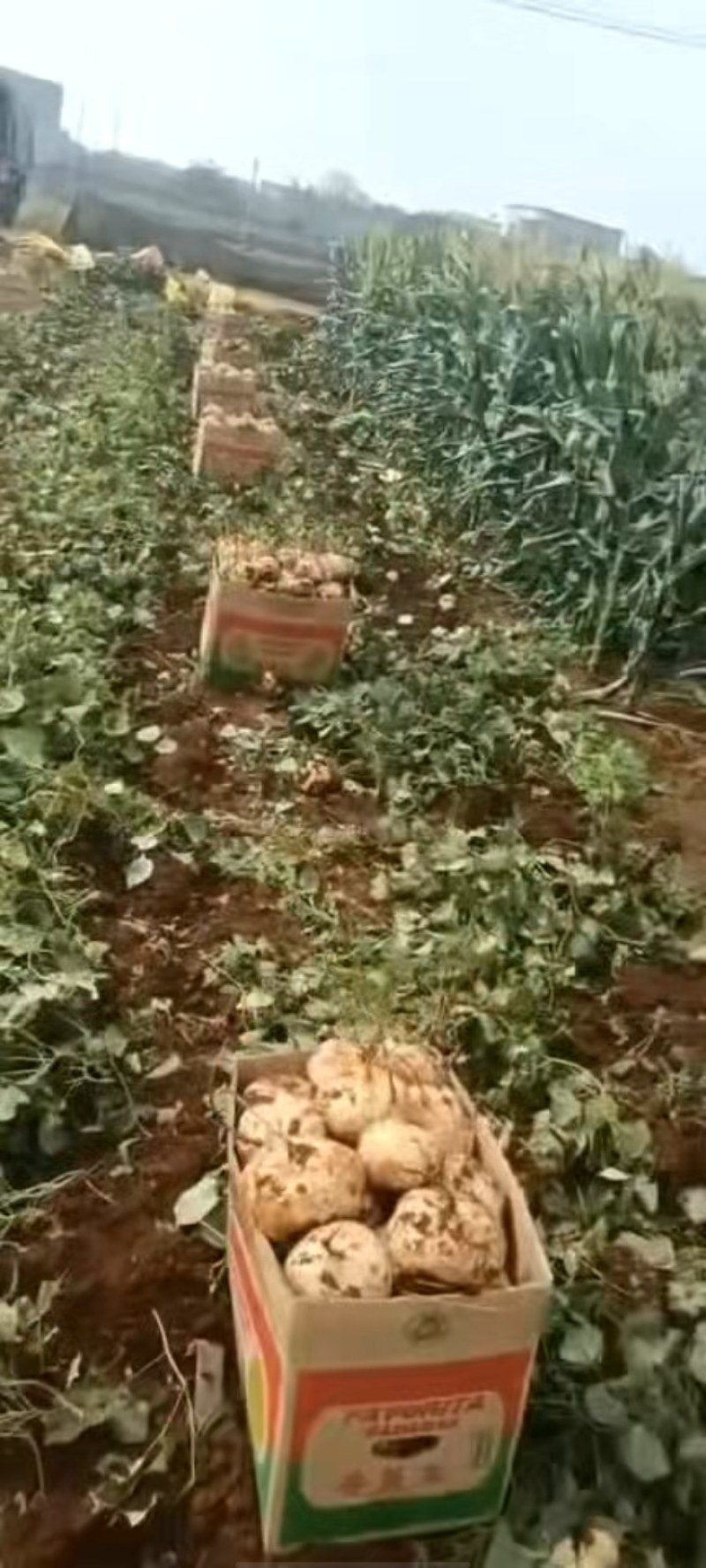 广东凉署个头大，鲜嫩多汁，爽口甜美，欢迎与我联系