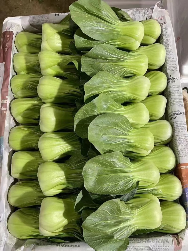 上海青