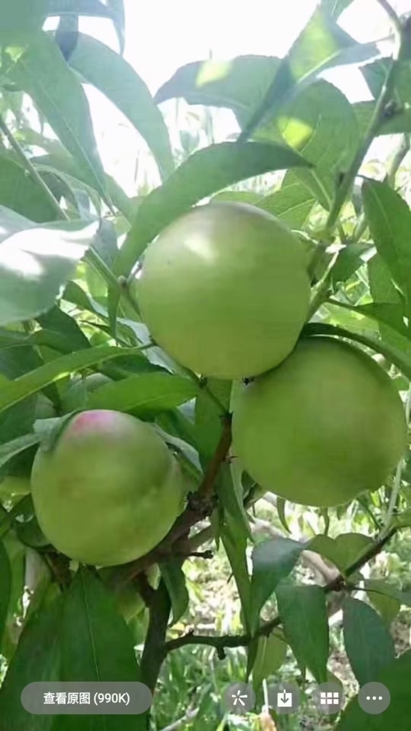 李广杏树苗，李广桃树苗