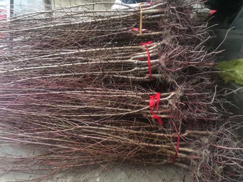 李广杏树苗，李广桃树苗