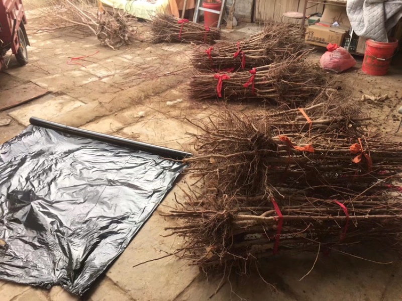 李广杏树苗，李广桃树苗