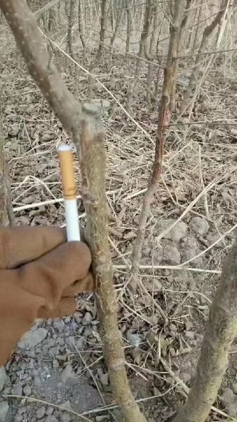李广杏树苗，李广桃树苗