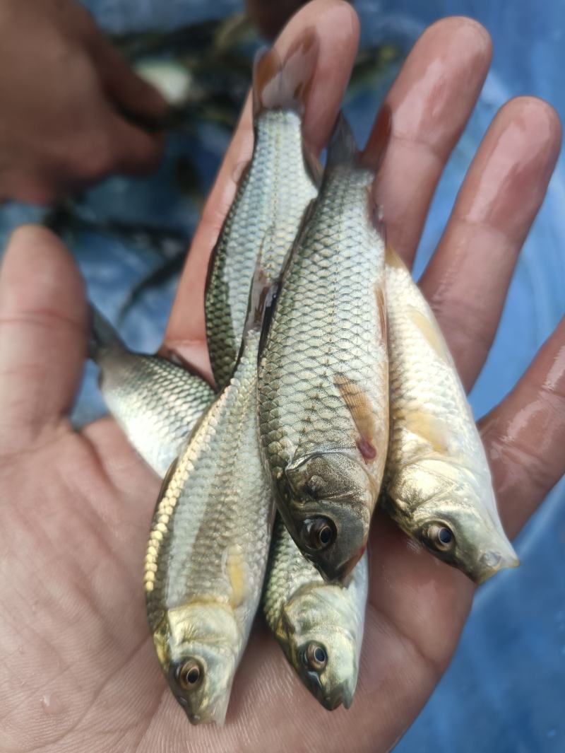 金背鲤鱼苗，大品种黄金鲤丰鲤鱼稻田鲤鱼苗淡水养殖